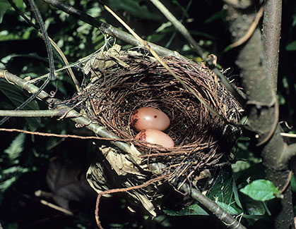 Yellow-streaked Greenbul nest